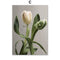 Tulips Abstract Roses Quote Wall Art Canvas