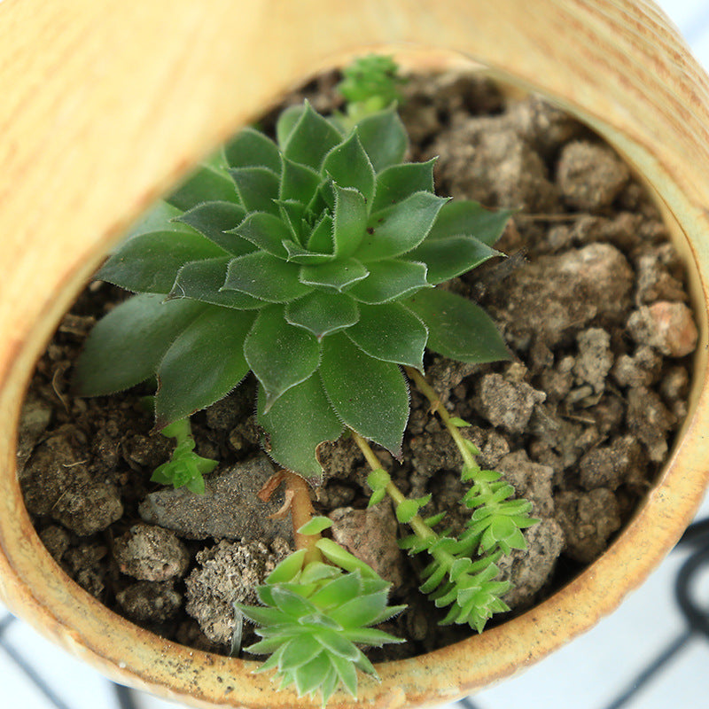 Landscape ceramic succulent flower pot