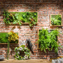 Simulation Green Frame Succulent Combination Plant Background Wall